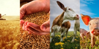Бухучет в сельском хозяйстве: принципы, нюансы, особенности